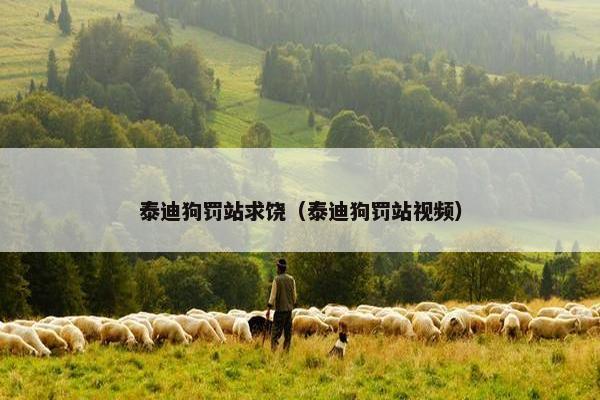 泰迪狗罚站求饶（泰迪狗罚站视频）