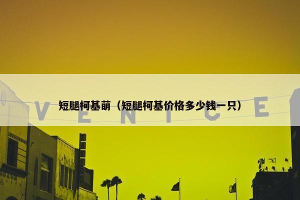 短腿柯基萌（短腿柯基价格多少钱一只）