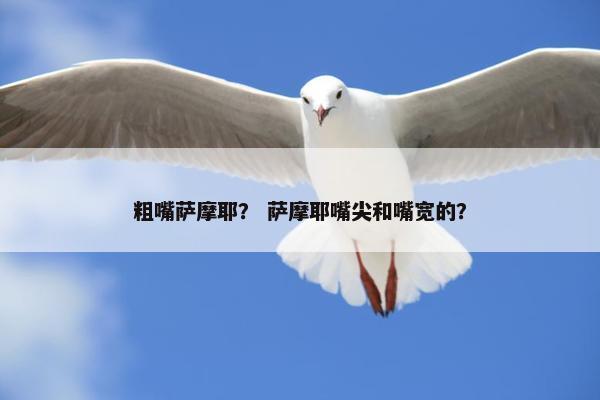 粗嘴萨摩耶？ 萨摩耶嘴尖和嘴宽的？