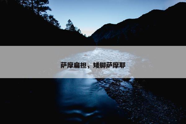 萨摩扁担，矮脚萨摩耶