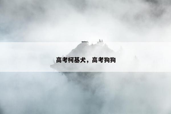 高考柯基犬，高考狗狗