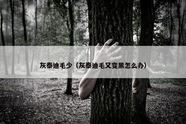 灰泰迪毛少（灰泰迪毛又变黑怎么办）