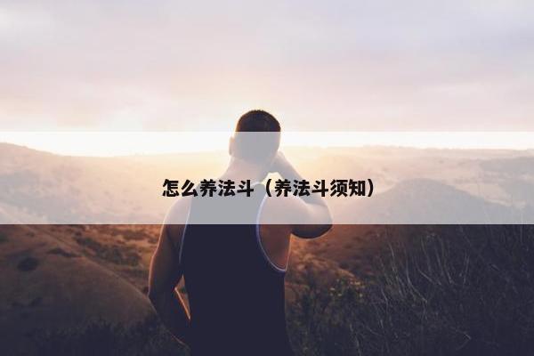 怎么养法斗（养法斗须知）
