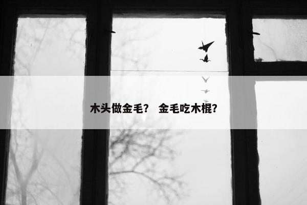 木头做金毛？ 金毛吃木棍？