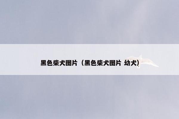 黑色柴犬图片（黑色柴犬图片 幼犬）