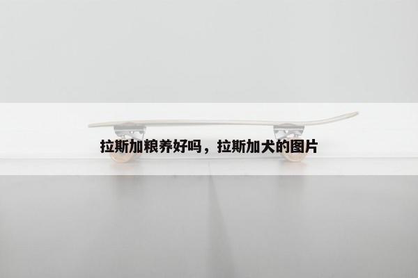 拉斯加粮养好吗，拉斯加犬的图片