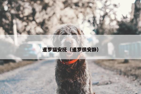 暹罗猫安抚（暹罗很安静）