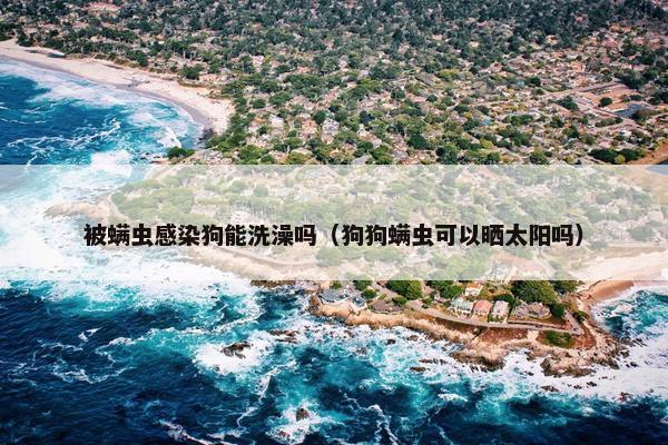 被螨虫感染狗能洗澡吗（狗狗螨虫可以晒太阳吗）