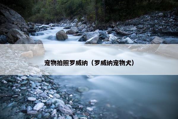宠物拍照罗威纳（罗威纳宠物犬）