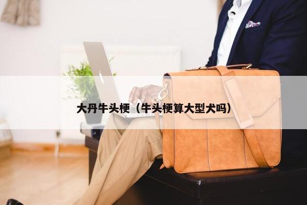 大丹牛头梗（牛头梗算大型犬吗）