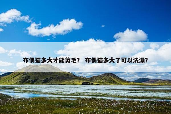 布偶猫多大才能剪毛？ 布偶猫多大了可以洗澡？