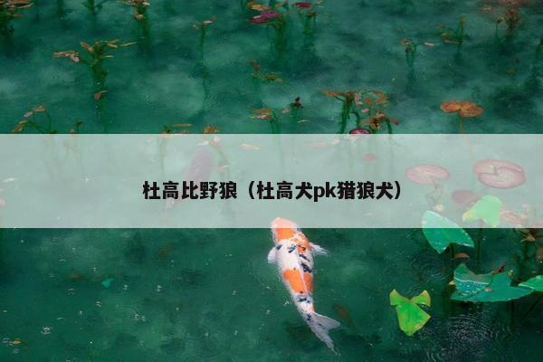 杜高比野狼（杜高犬pk猎狼犬）