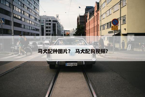 马犬配种图片？ 马犬配狗视频？