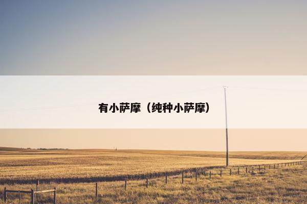 有小萨摩（纯种小萨摩）