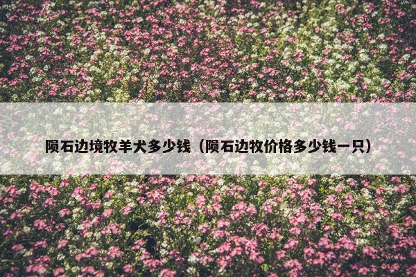 陨石边境牧羊犬多少钱（陨石边牧价格多少钱一只）
