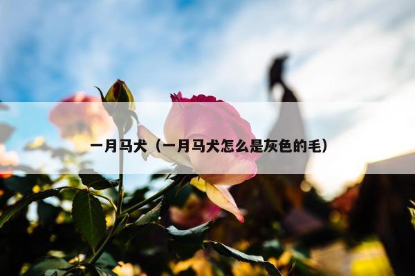 一月马犬（一月马犬怎么是灰色的毛）