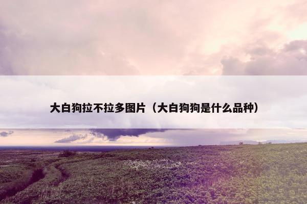 大白狗拉不拉多图片（大白狗狗是什么品种）