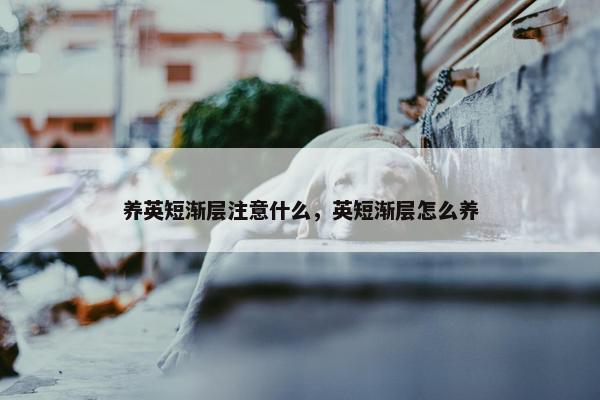 养英短渐层注意什么，英短渐层怎么养