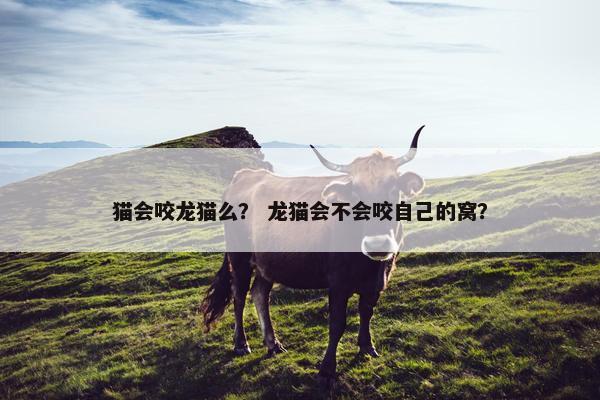 猫会咬龙猫么？ 龙猫会不会咬自己的窝？