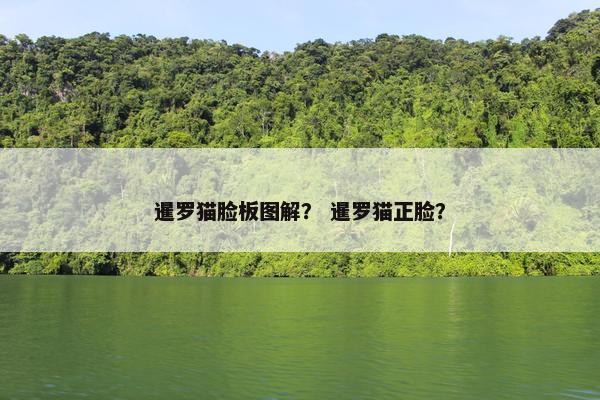 暹罗猫脸板图解？ 暹罗猫正脸？