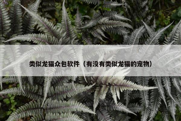 类似龙猫众包软件（有没有类似龙猫的宠物）