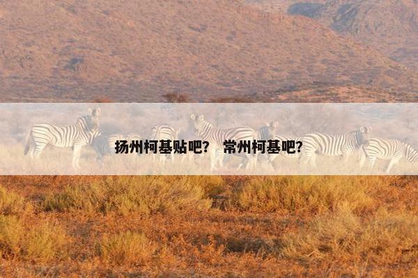 扬州柯基贴吧？ 常州柯基吧？