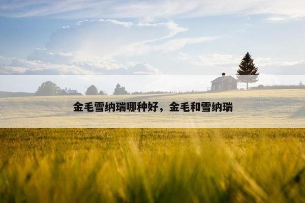 金毛雪纳瑞哪种好，金毛和雪纳瑞