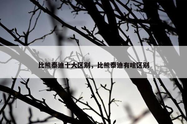 比熊泰迪十大区别，比熊泰迪有啥区别