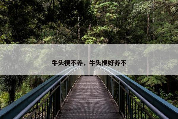牛头梗不养，牛头梗好养不