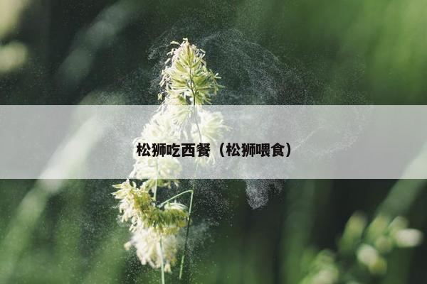 松狮吃西餐（松狮喂食）