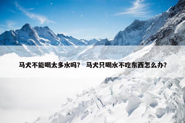 马犬不能喝太多水吗？ 马犬只喝水不吃东西怎么办？