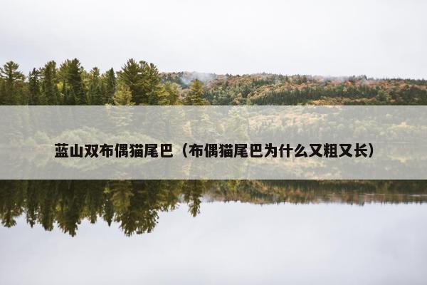 蓝山双布偶猫尾巴（布偶猫尾巴为什么又粗又长）