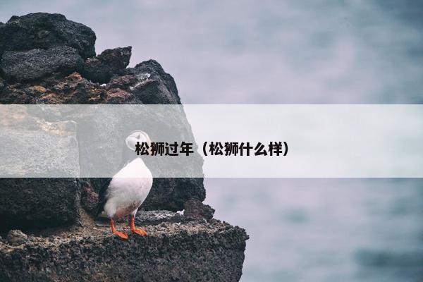 松狮过年（松狮什么样）