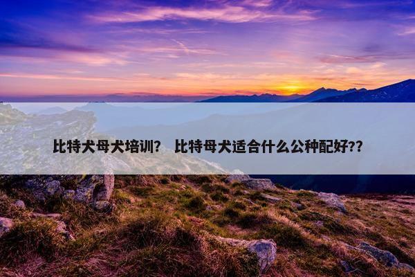 比特犬母犬培训？ 比特母犬适合什么公种配好?？