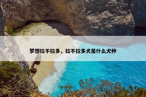 梦想拉不拉多，拉不拉多犬是什么犬种