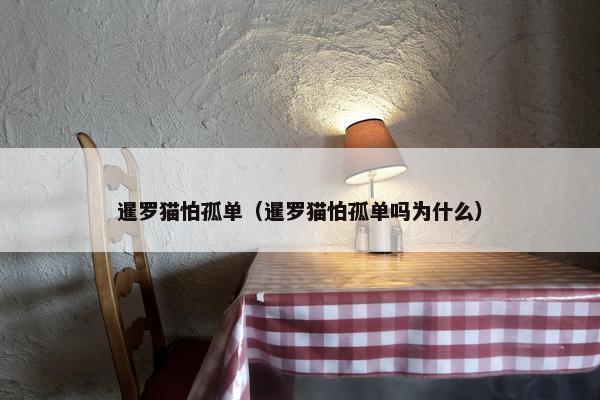 暹罗猫怕孤单（暹罗猫怕孤单吗为什么）