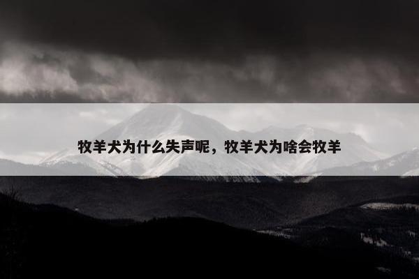 牧羊犬为什么失声呢，牧羊犬为啥会牧羊