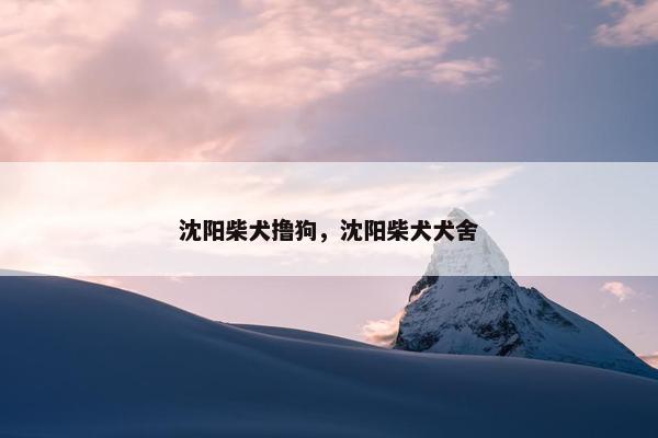 沈阳柴犬撸狗，沈阳柴犬犬舍