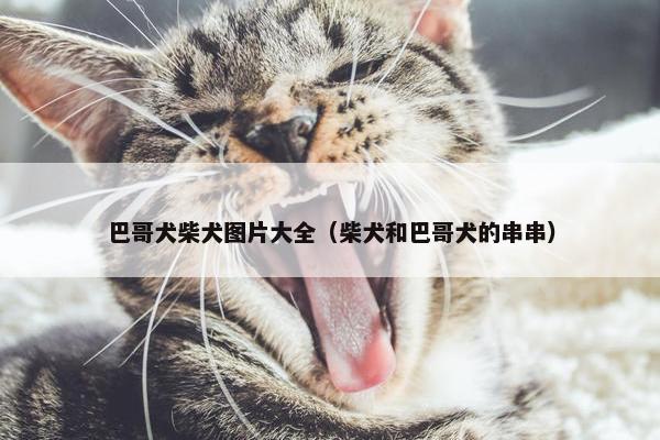 巴哥犬柴犬图片大全（柴犬和巴哥犬的串串）