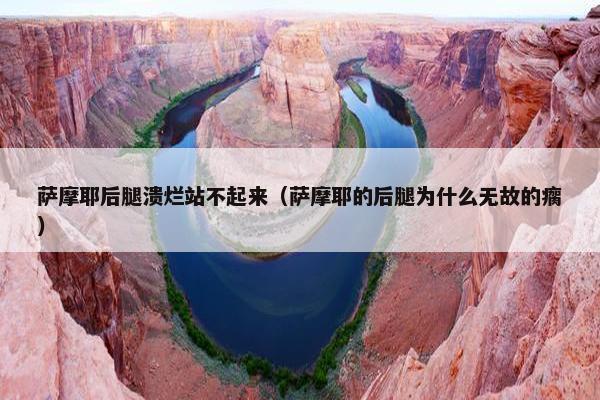 萨摩耶后腿溃烂站不起来（萨摩耶的后腿为什么无故的瘸）