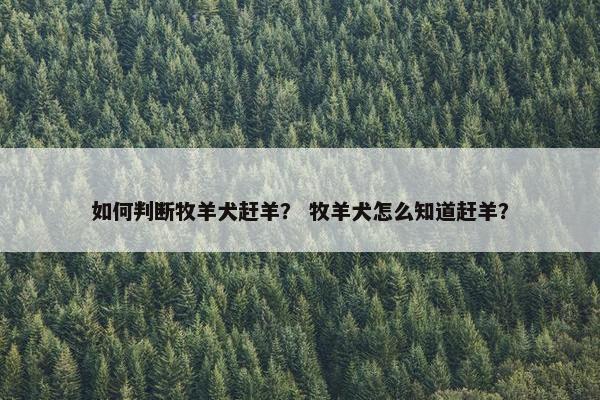 如何判断牧羊犬赶羊？ 牧羊犬怎么知道赶羊？