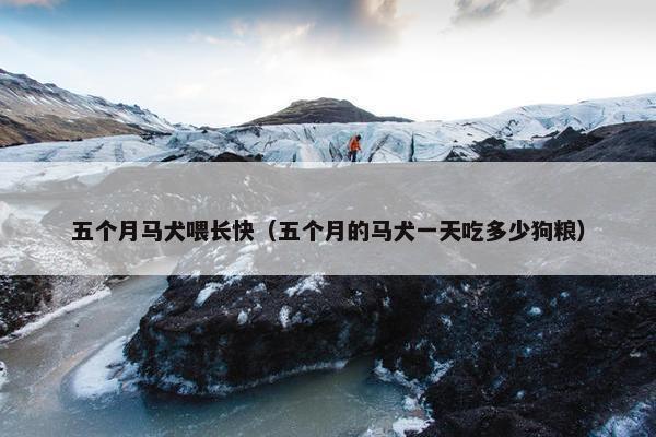五个月马犬喂长快（五个月的马犬一天吃多少狗粮）