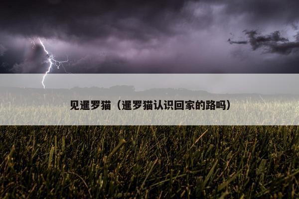 见暹罗猫（暹罗猫认识回家的路吗）