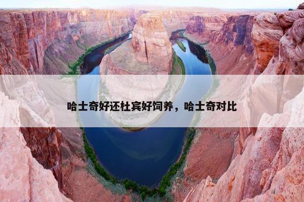 哈士奇好还杜宾好饲养，哈士奇对比