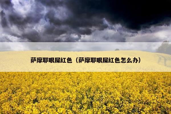 萨摩耶眼屎红色（萨摩耶眼屎红色怎么办）