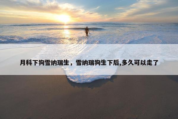 月科下狗雪纳瑞生，雪纳瑞狗生下后,多久可以走了
