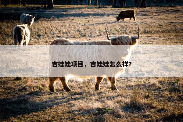 吉娃娃项目，吉娃娃怎么样?