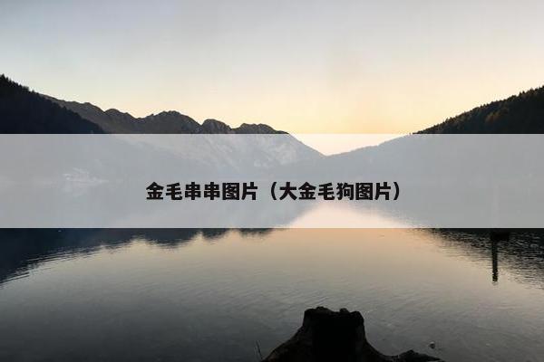 金毛串串图片（大金毛狗图片）