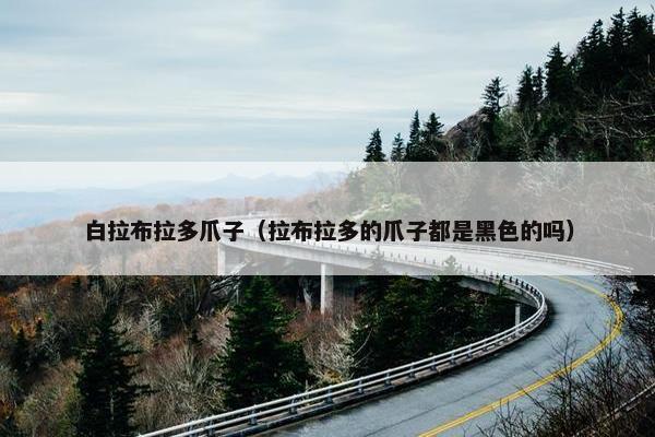 白拉布拉多爪子（拉布拉多的爪子都是黑色的吗）