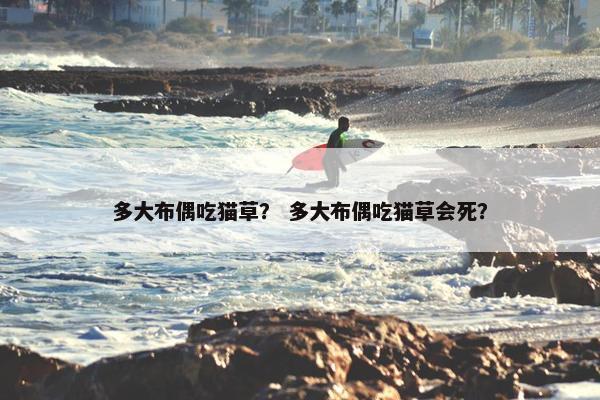 多大布偶吃猫草？ 多大布偶吃猫草会死？